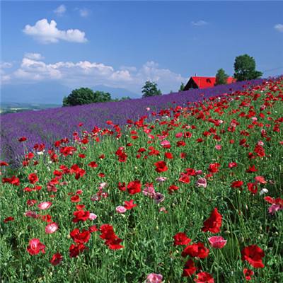 乐鱼官方手机app下载